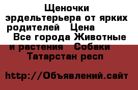 Щеночки эрдельтерьера от ярких родителей › Цена ­ 25 000 - Все города Животные и растения » Собаки   . Татарстан респ.